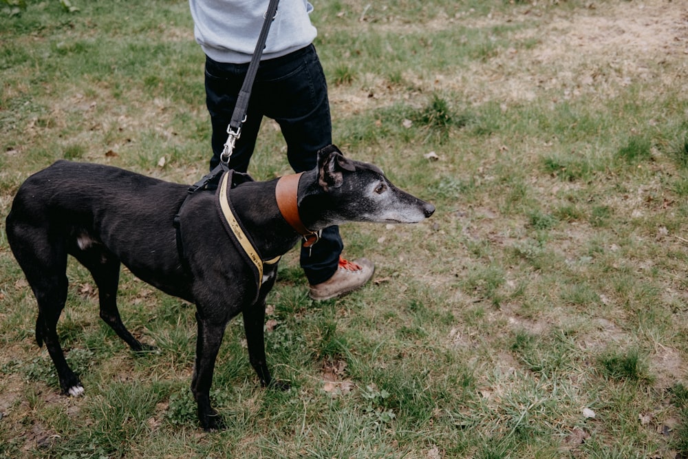 um cão preto e branco em cima de um campo coberto de grama