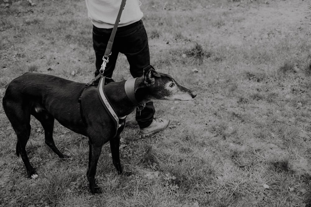 a black and white photo of a person walking a dog