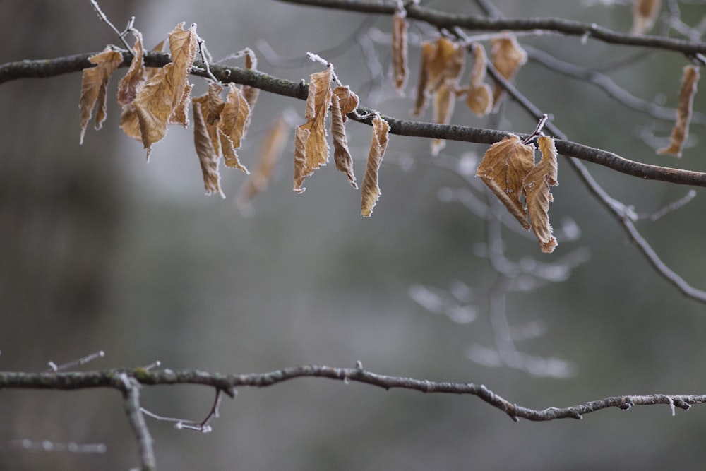 un ramo d'albero con alcune foglie marroni su di esso