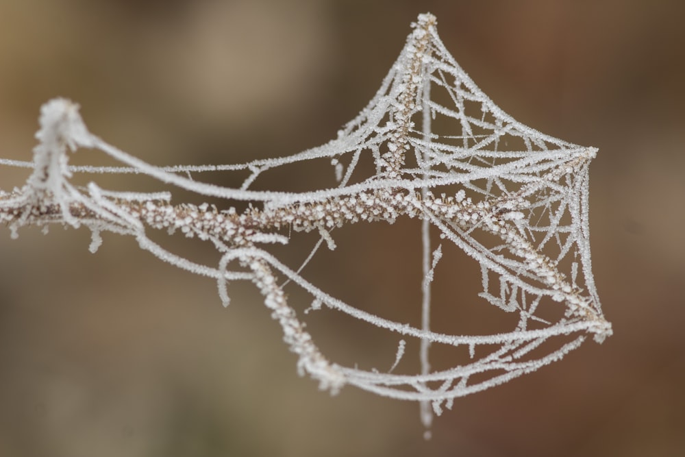 a close up of a leaf covered in ice