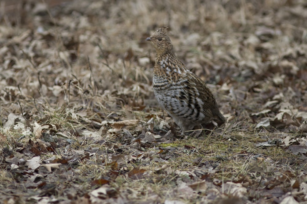 a small bird standing on top of a pile of leaves