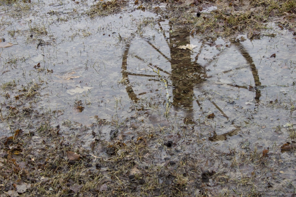 a bicycle wheel in a puddle of water