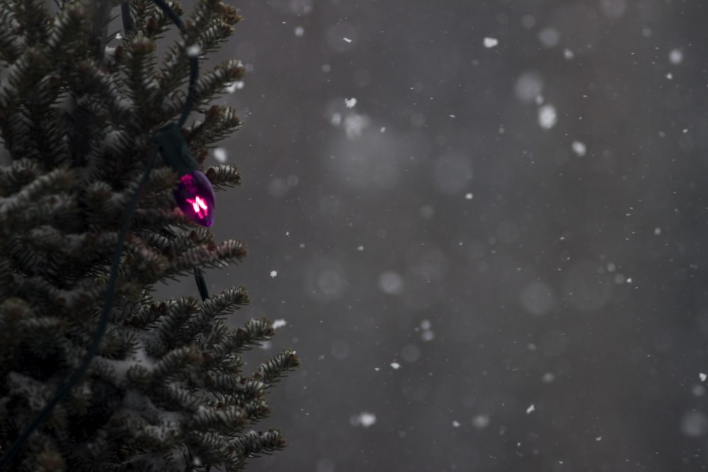 un sapin de Noël avec un ornement rouge dessus