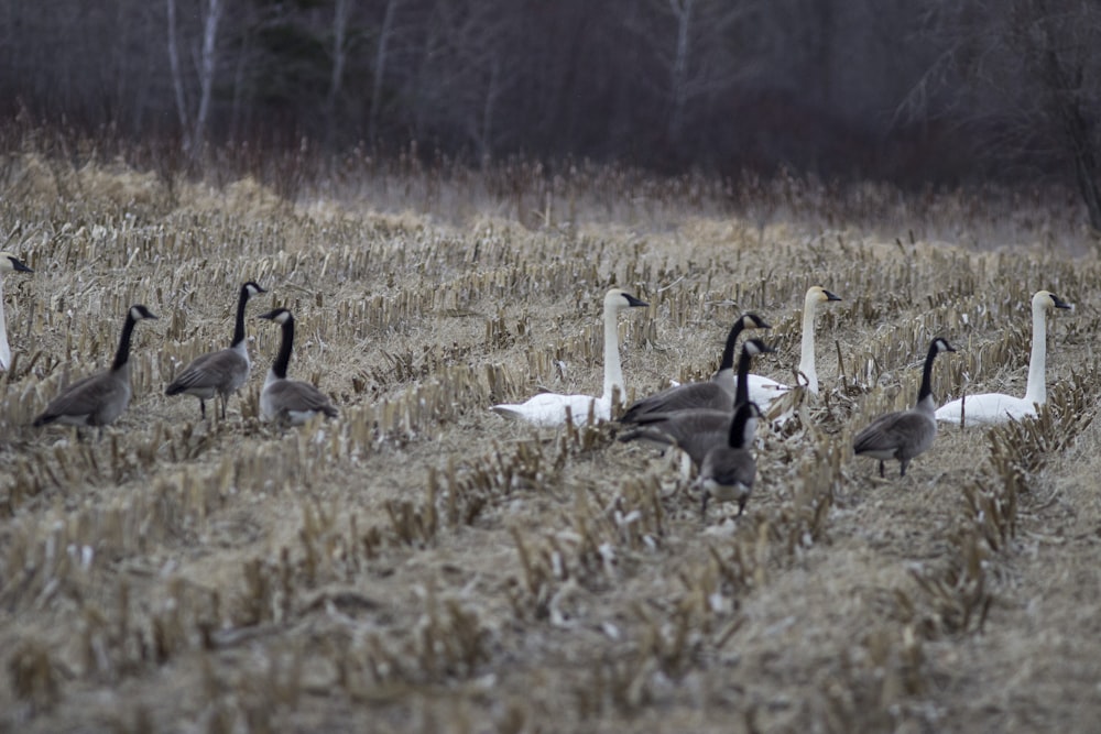 a group of geese standing in a field