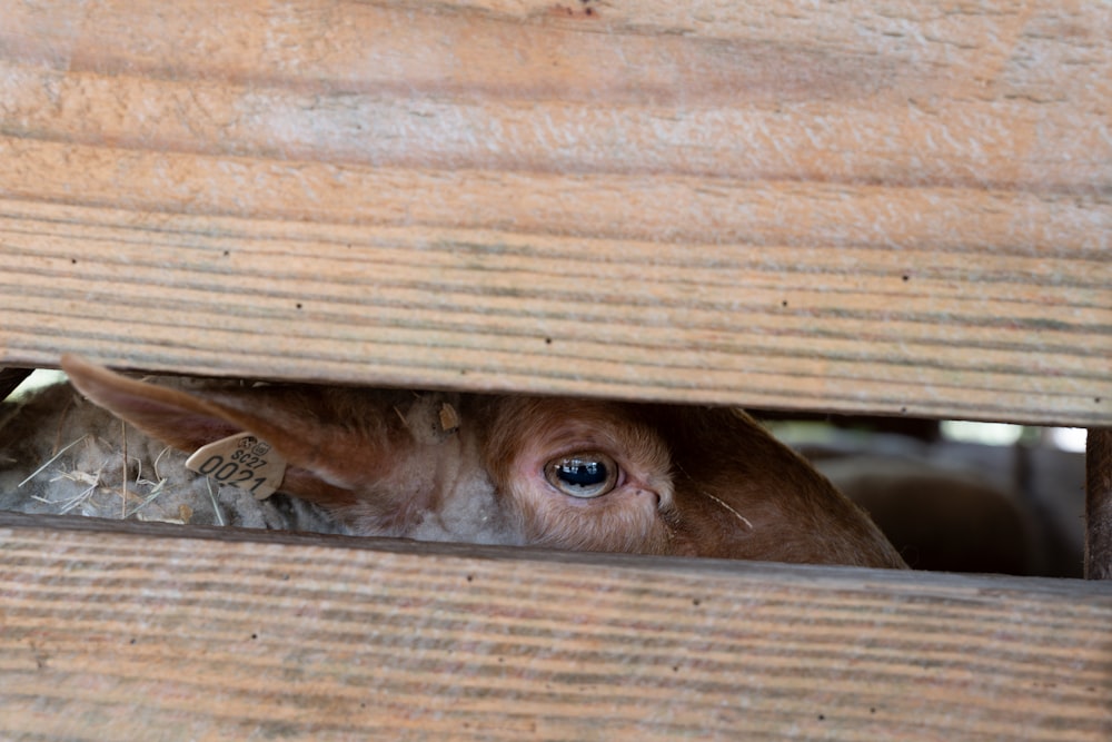 a close up of a cow peeking out of a wooden structure