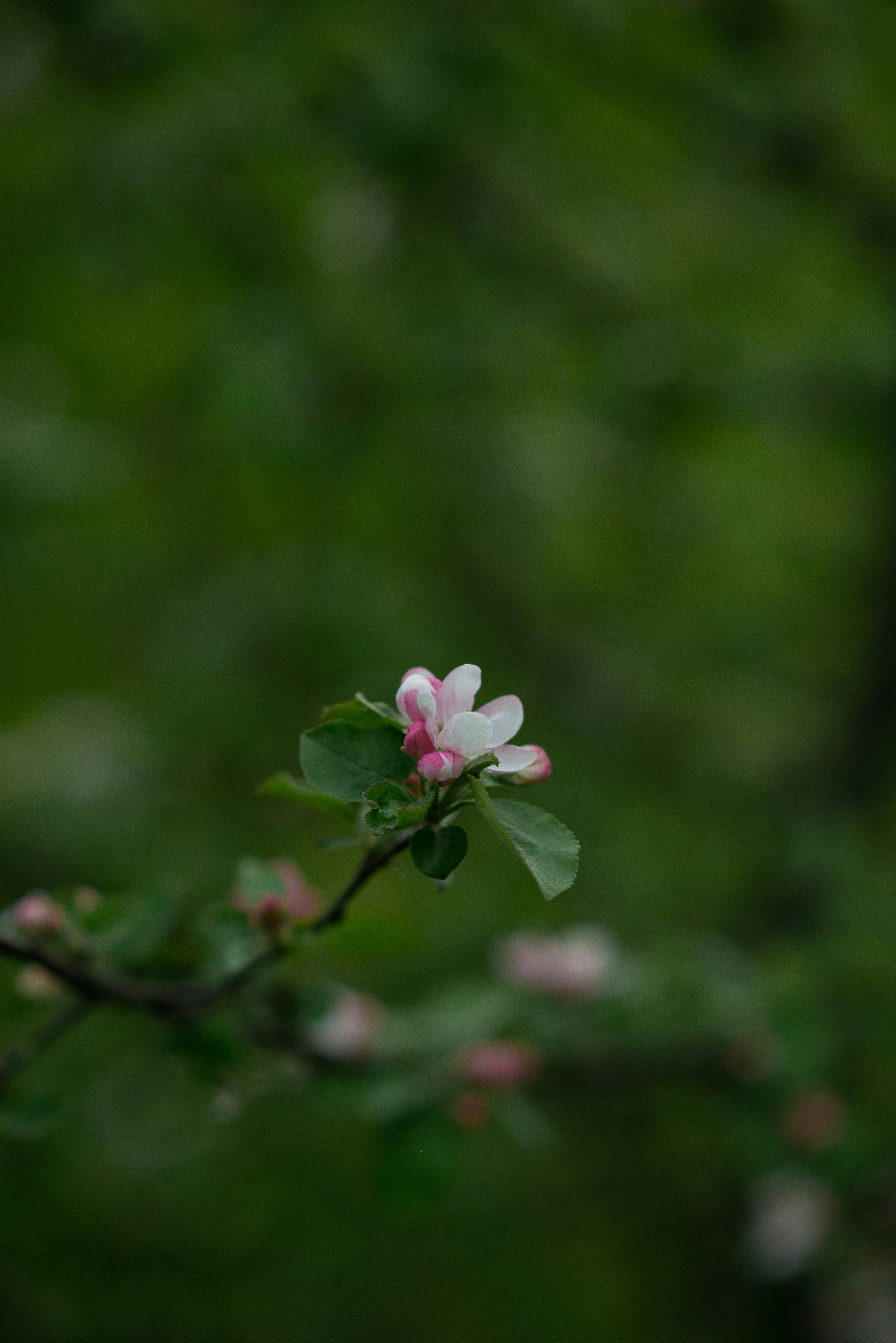 a small pink flower on a tree branch