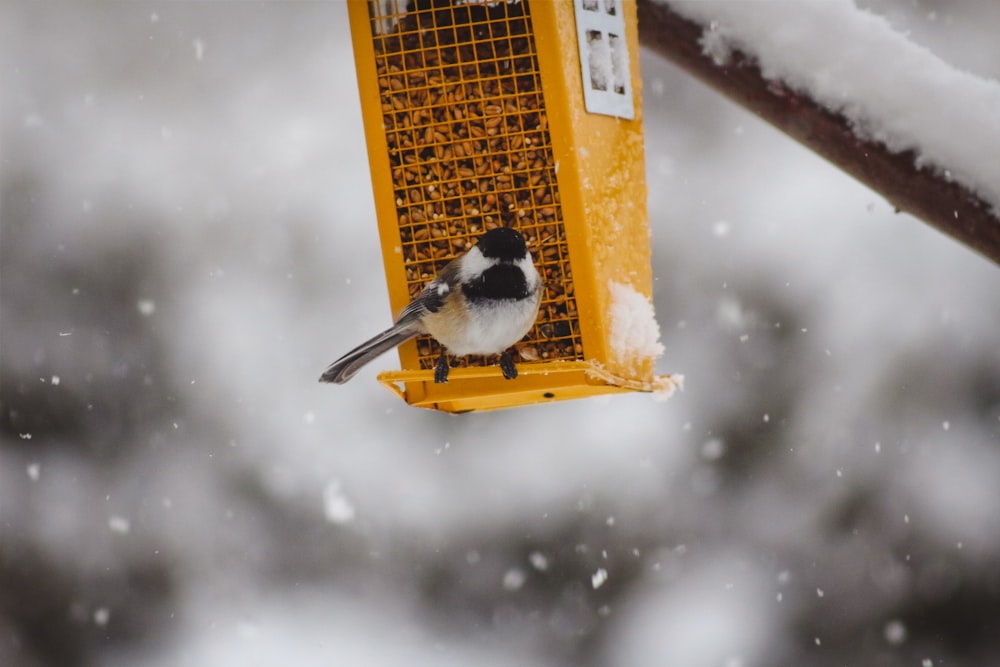 a bird that is sitting on a bird feeder