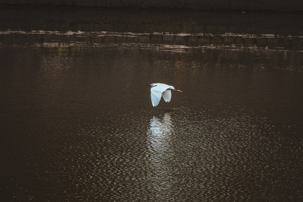 a white bird flying over a body of water