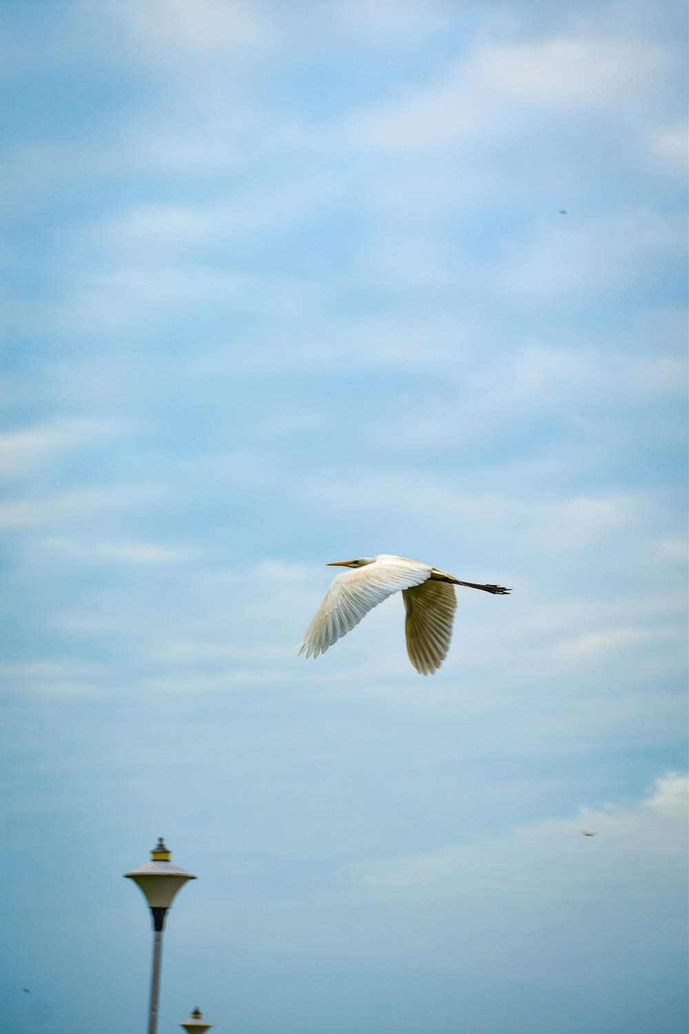 a white bird flying over a street light