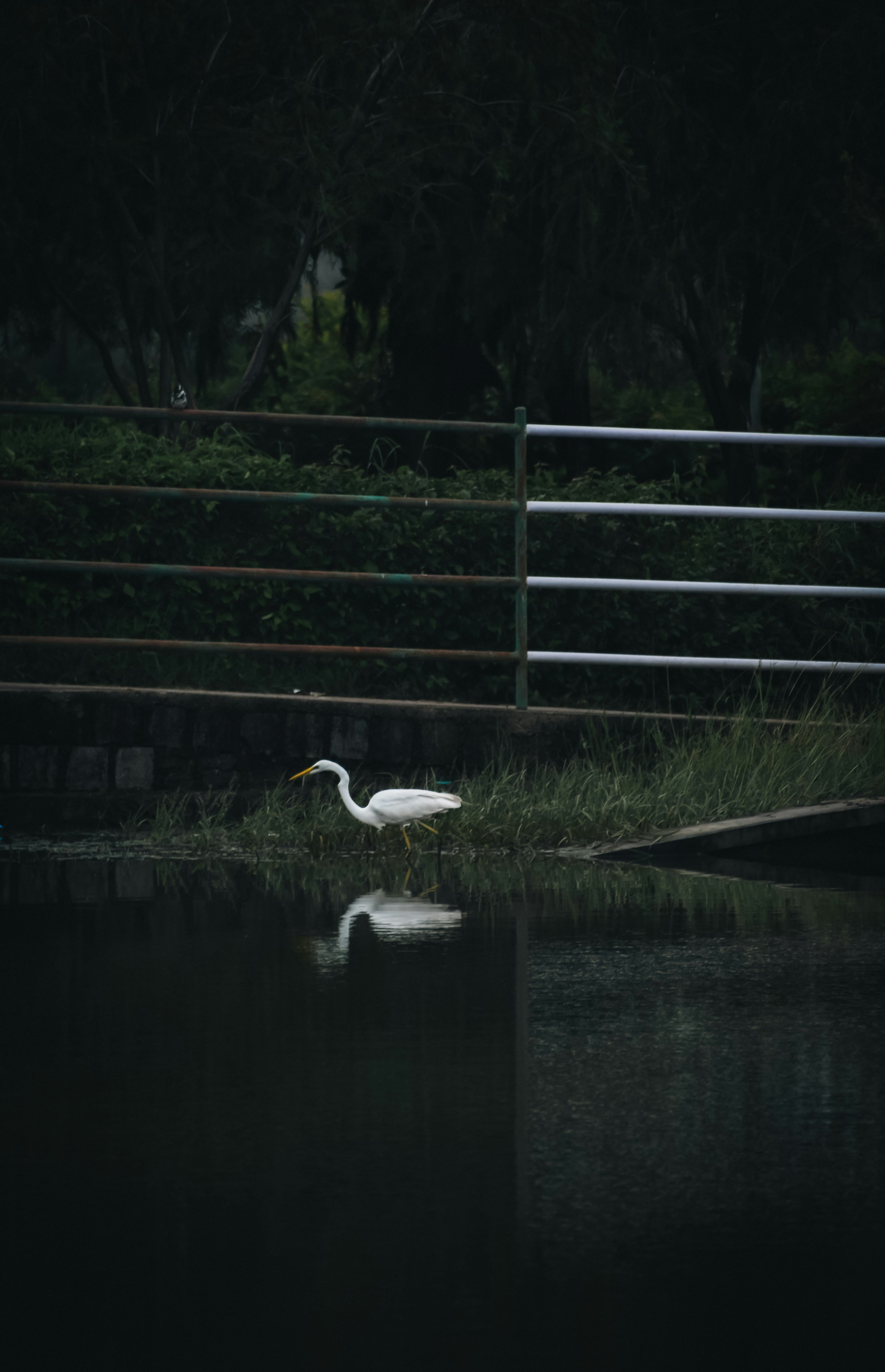 a large white bird standing on top of a body of water