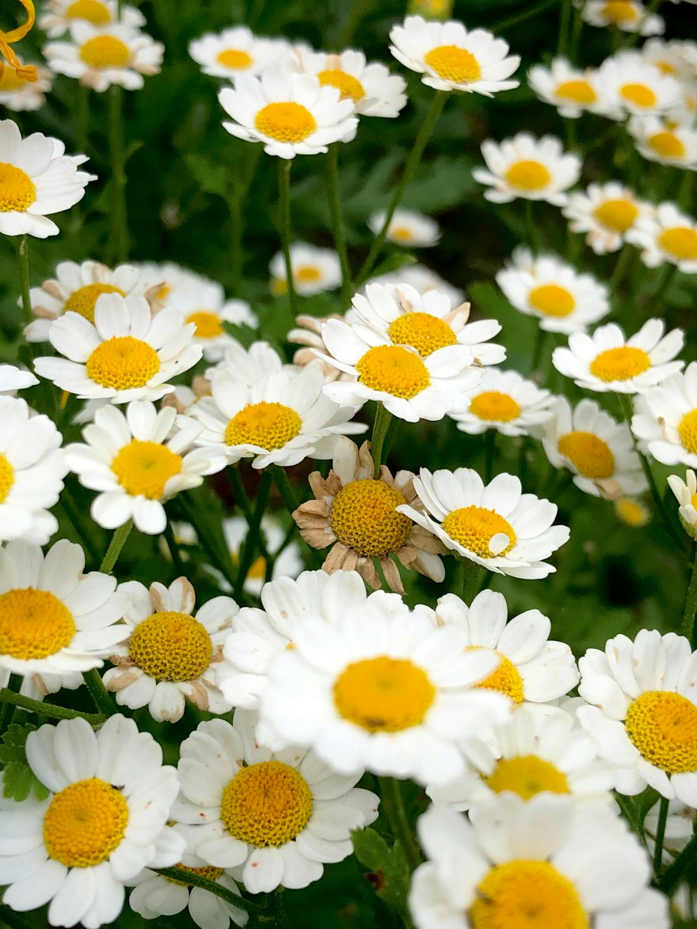 a bunch of white and yellow flowers in a field