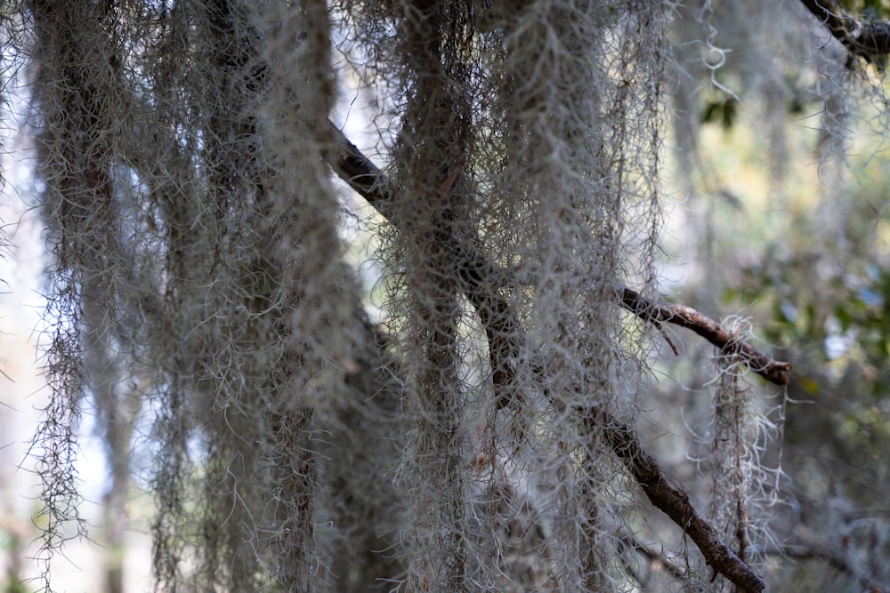 a bird is perched on a branch of a tree