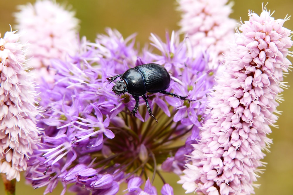 a black beetle sitting on top of a purple flower