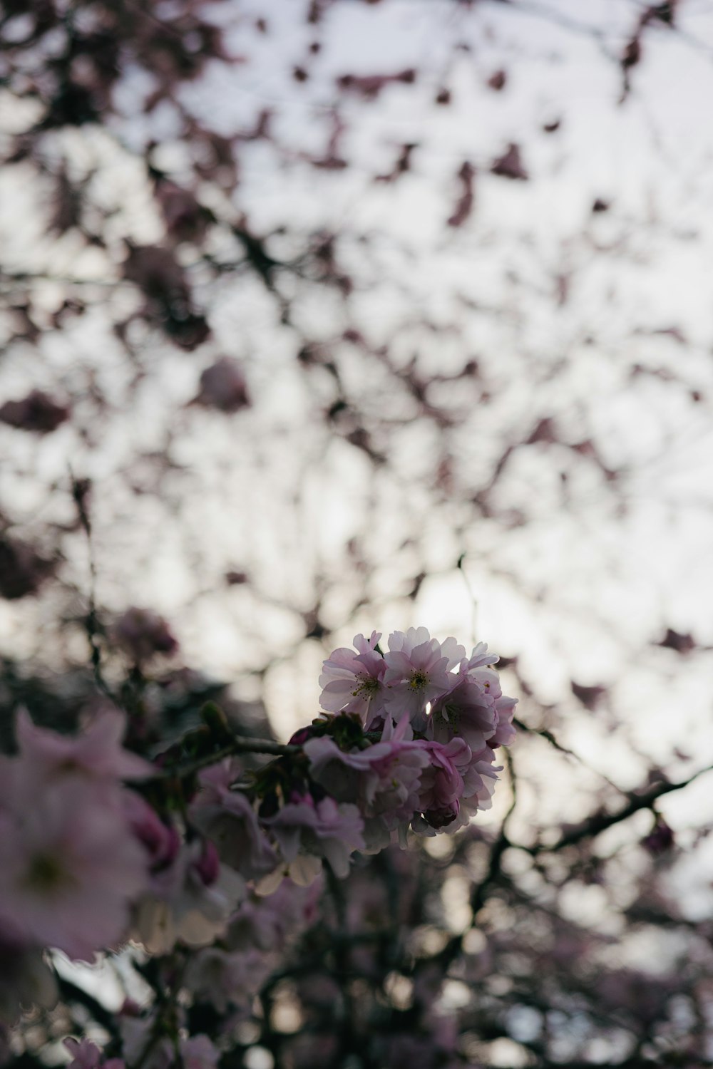 a tree filled with lots of pink flowers