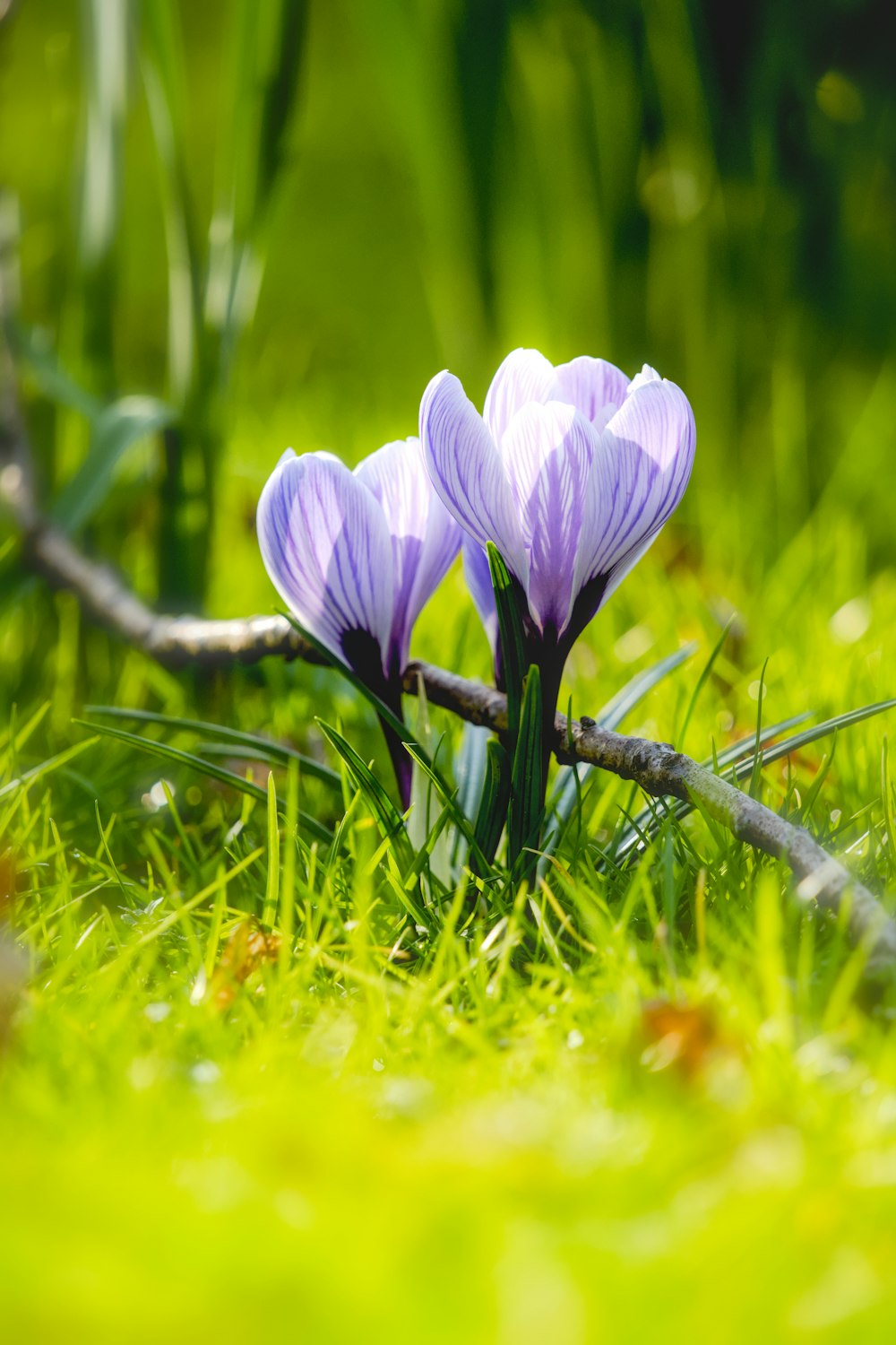 a couple of purple flowers sitting on top of a lush green field