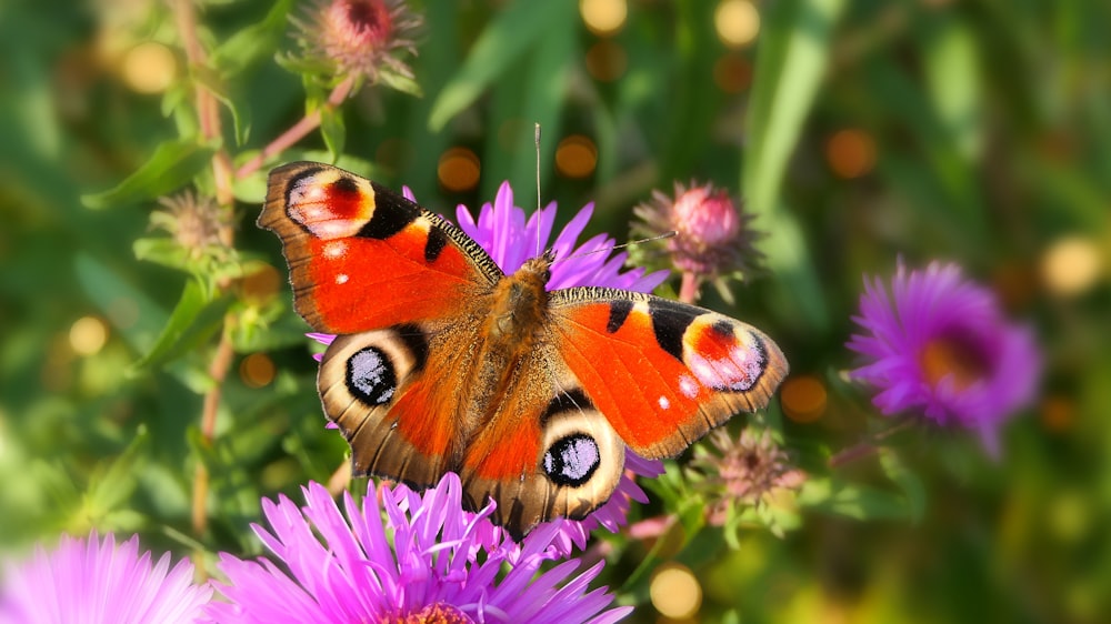 a close up of a butterfly on a flower