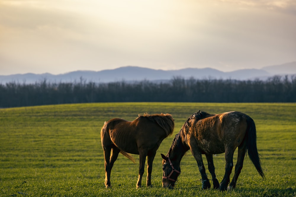a couple of horses standing on top of a lush green field