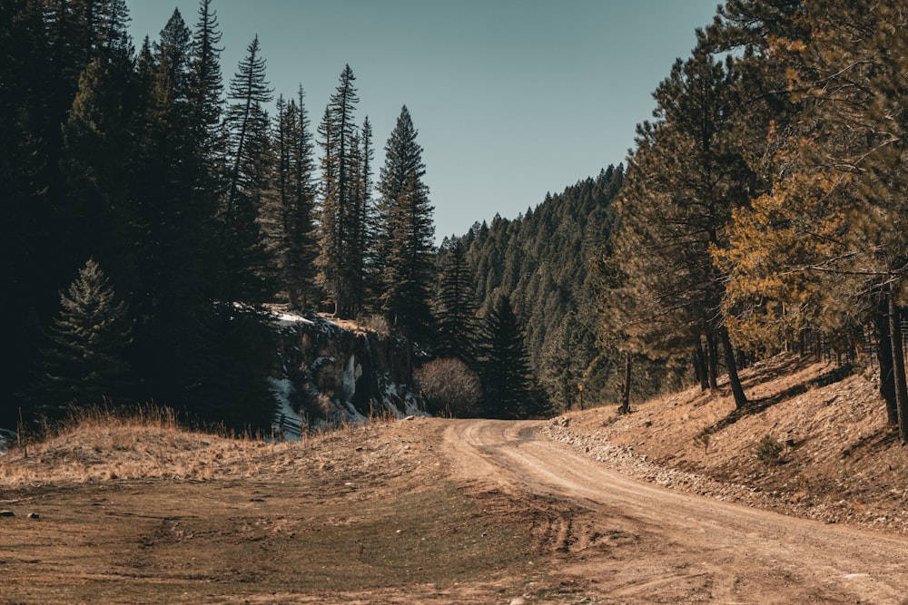 a dirt road in the middle of a forest