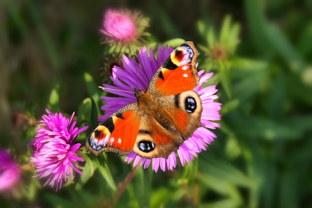 a close up of a butterfly on a flower