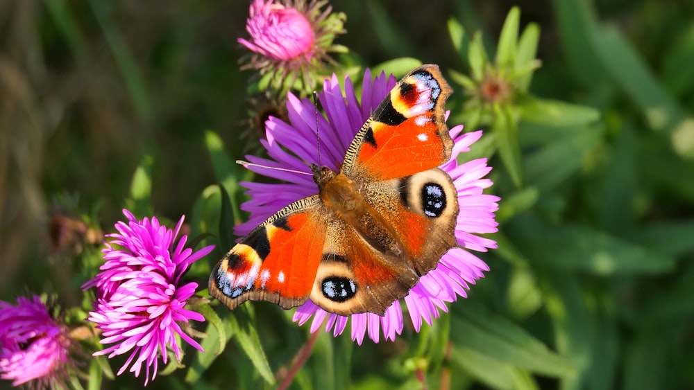 a close up of a butterfly on a flower