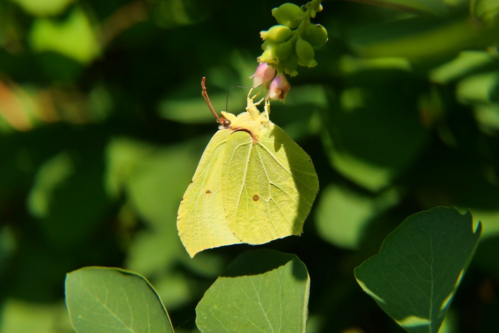 a yellow butterfly sitting on top of a green leaf