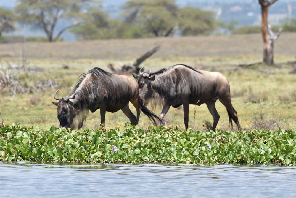 two wildebeests walking in the grass near a body of water