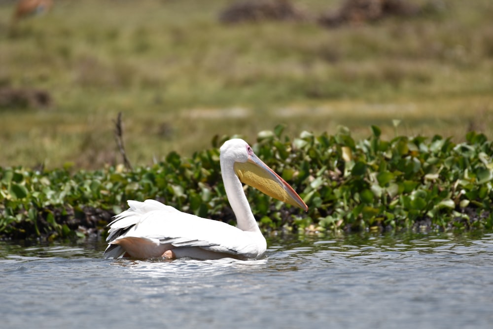 a large white bird floating on top of a body of water