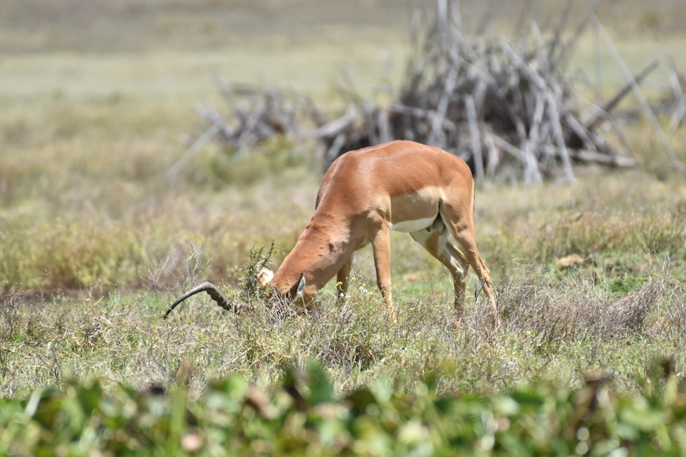 a gazelle eating grass in a field