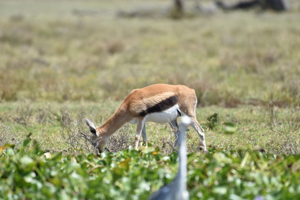 a gazelle and a bird in a grassy field