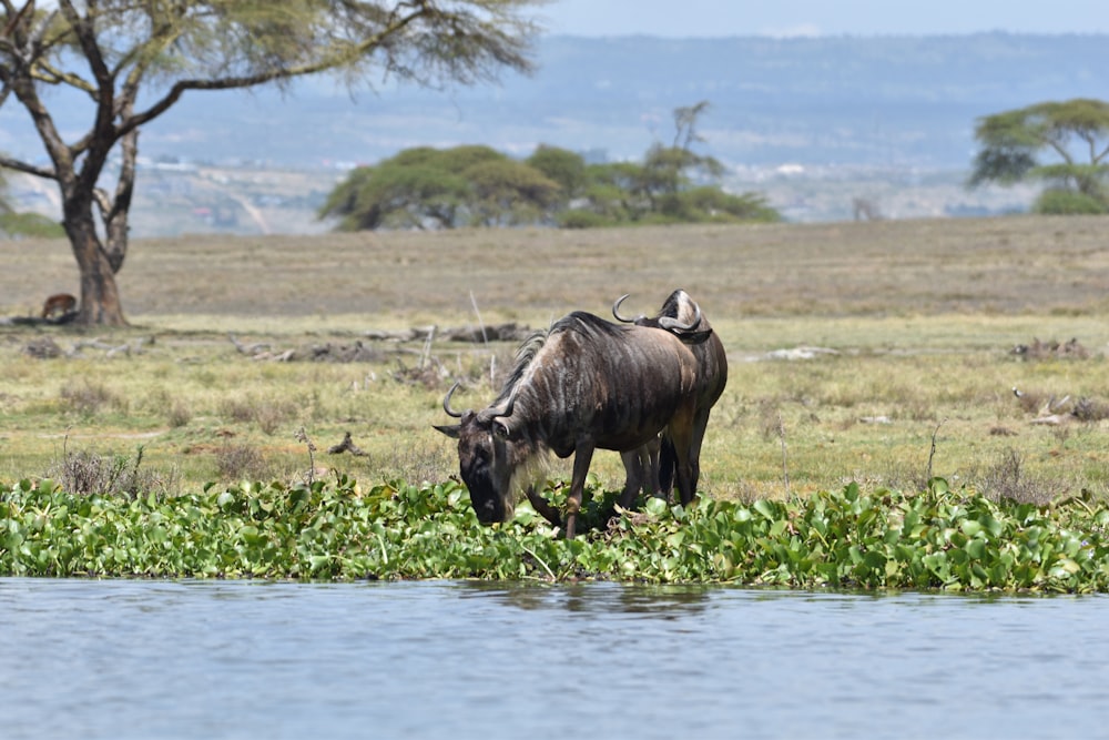 a wildebeest standing in the grass near a body of water