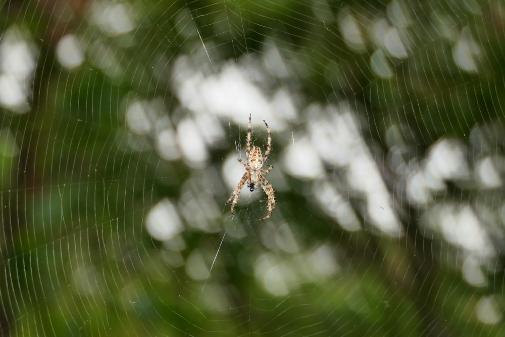 a close up of a spider on a web