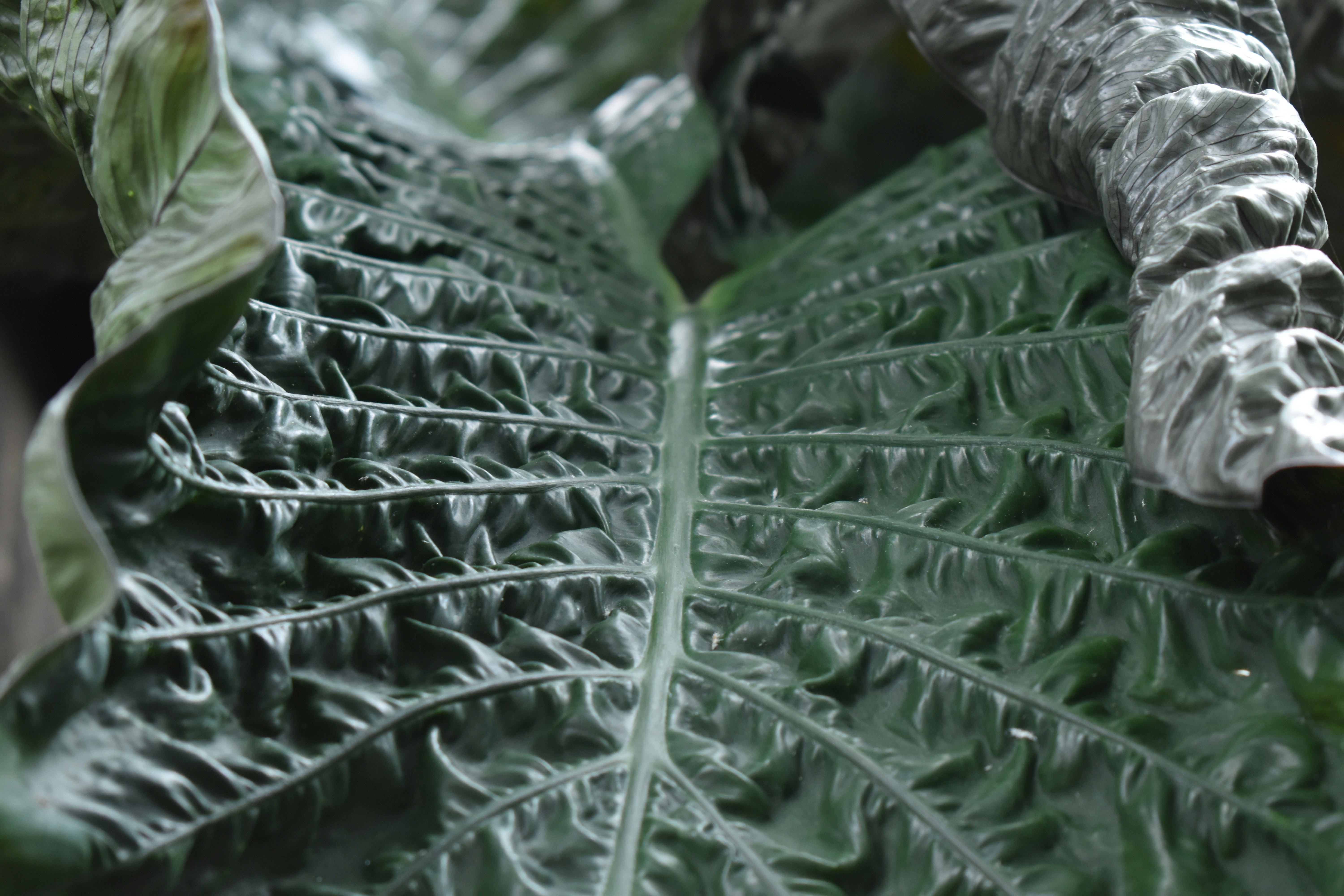 a close up of a green leaf with white tips