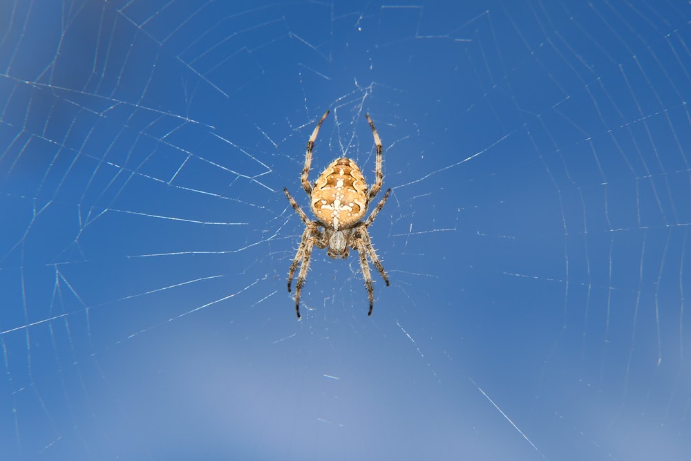 a close up of a spider on its web