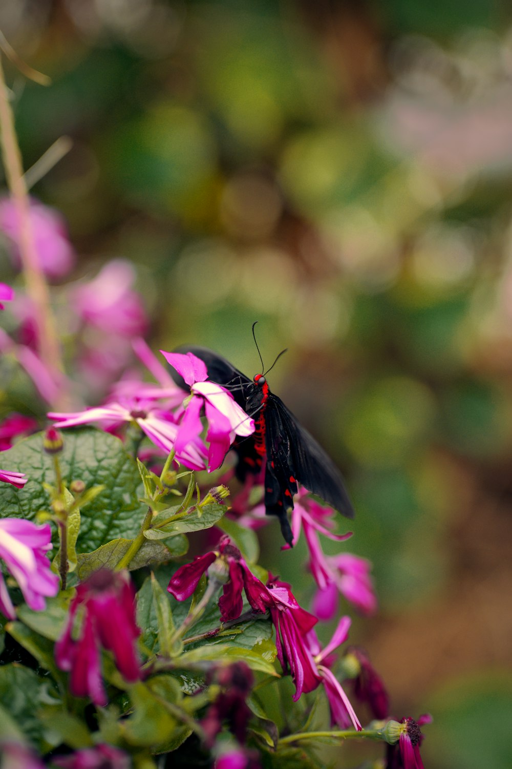 a black and red butterfly sitting on a pink flower