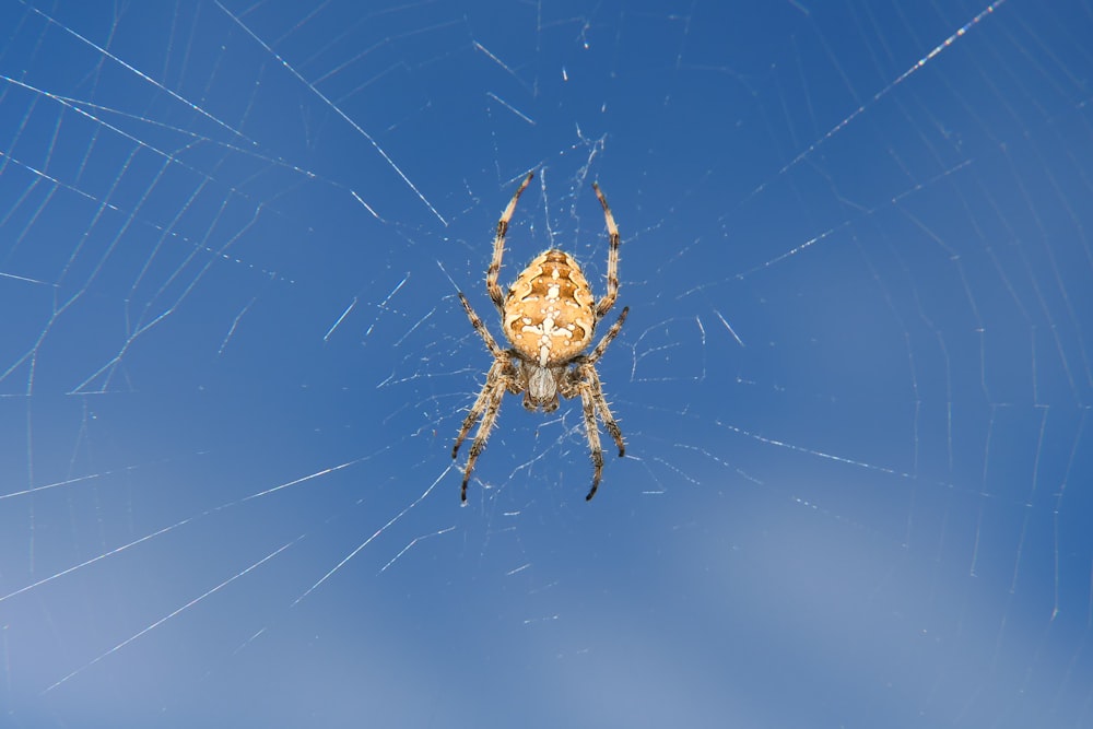 a close up of a spider on its web