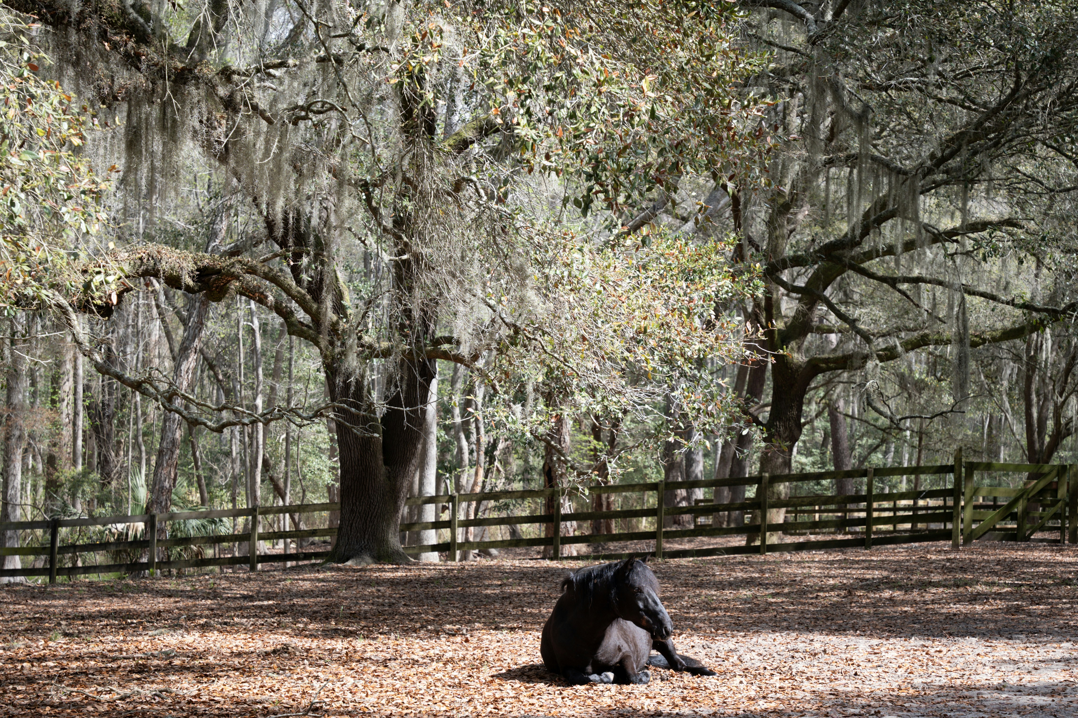 a horse laying down in the shade of a tree