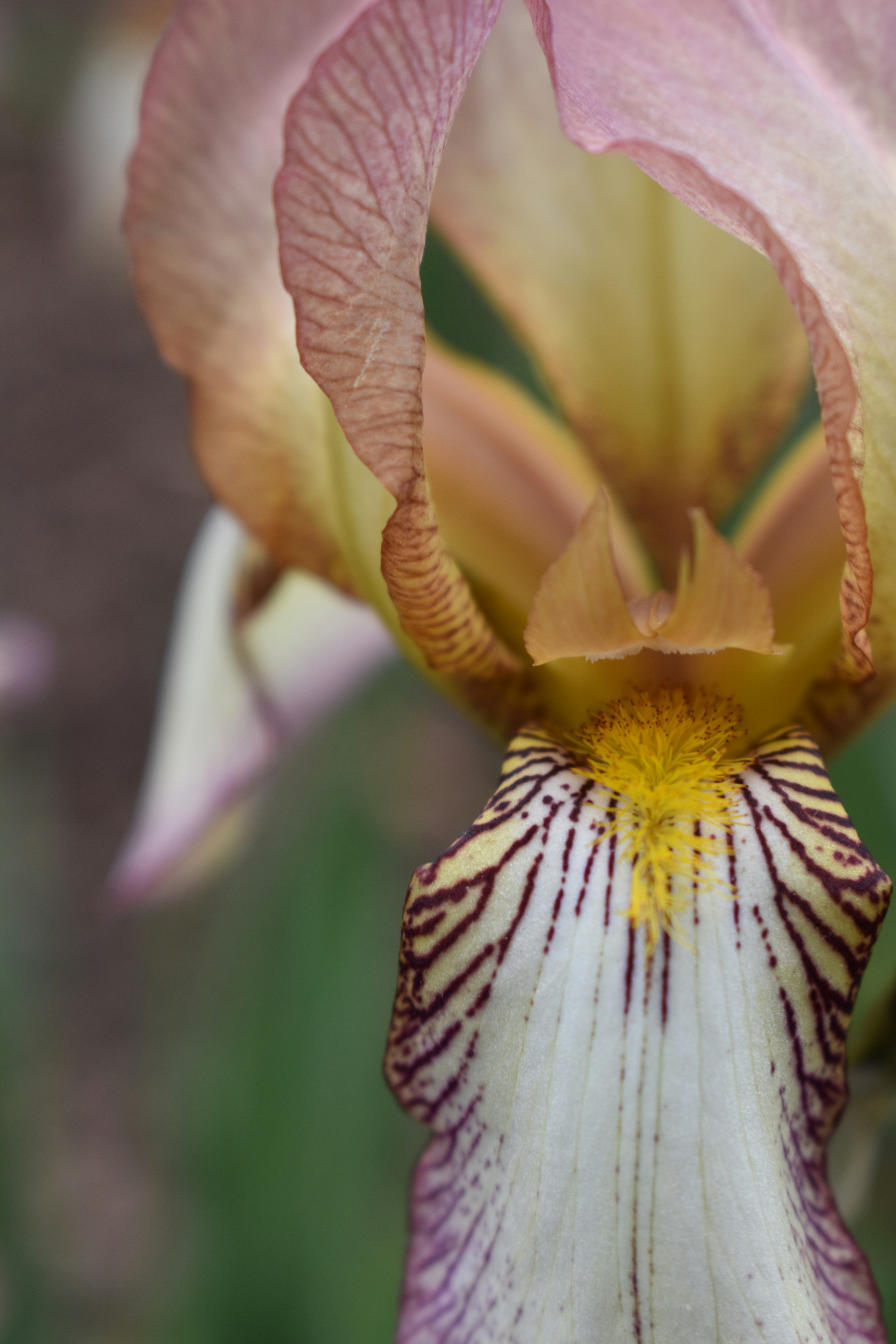 a close up of a flower with a blurry background