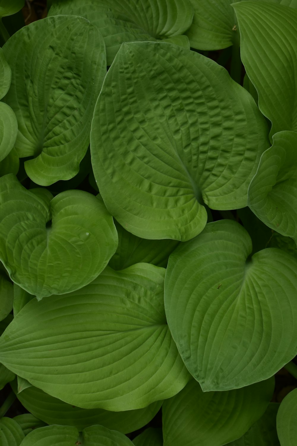 a close up of green leaves of a plant
