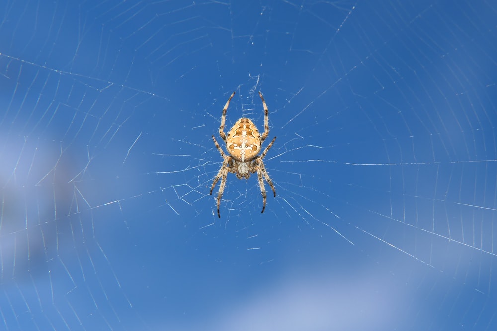 um close up de uma aranha em sua teia