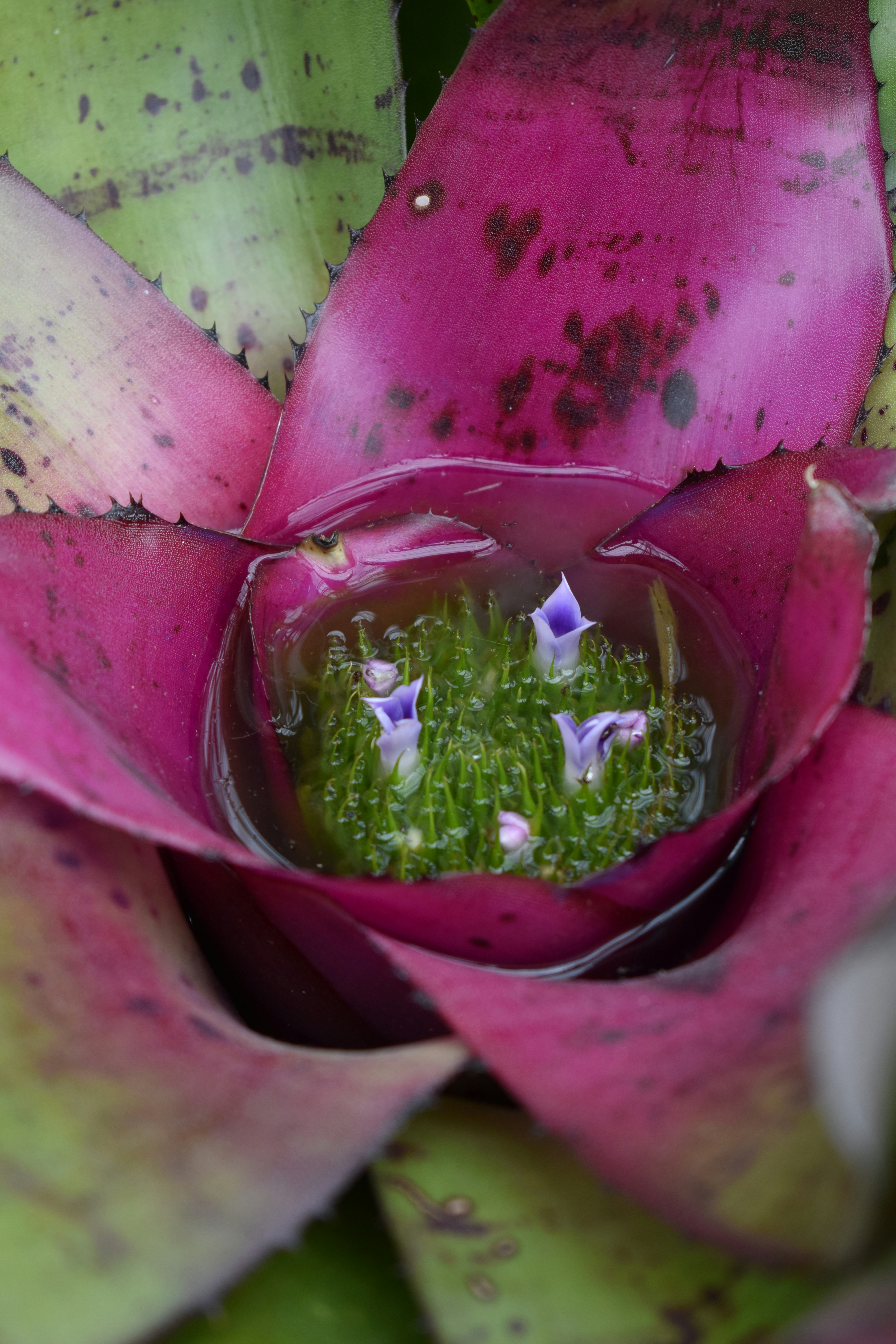 Tiki's Emporium of Weird & Unusual Plant Shite's image