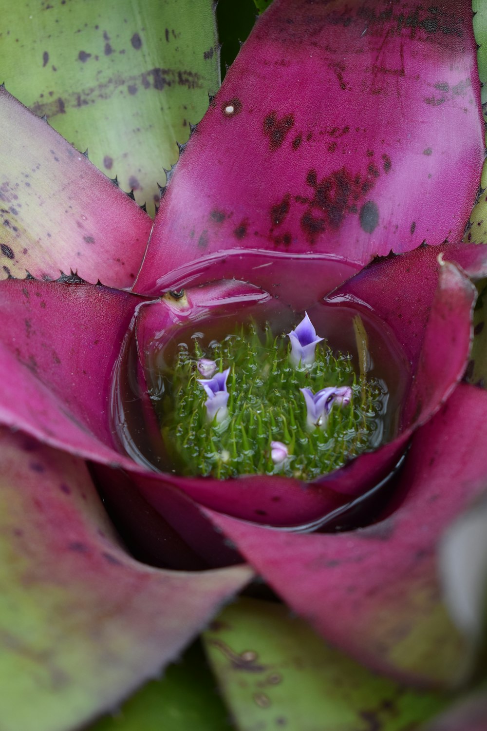 a close up of a flower with water in it