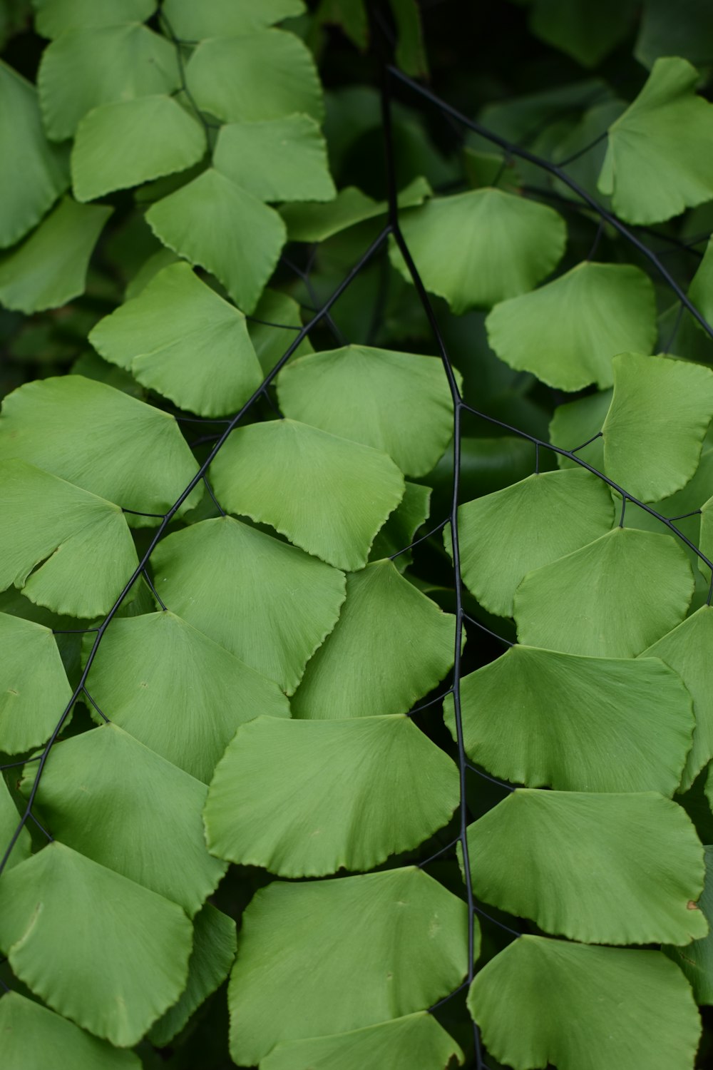 Un primer plano de un manojo de hojas verdes