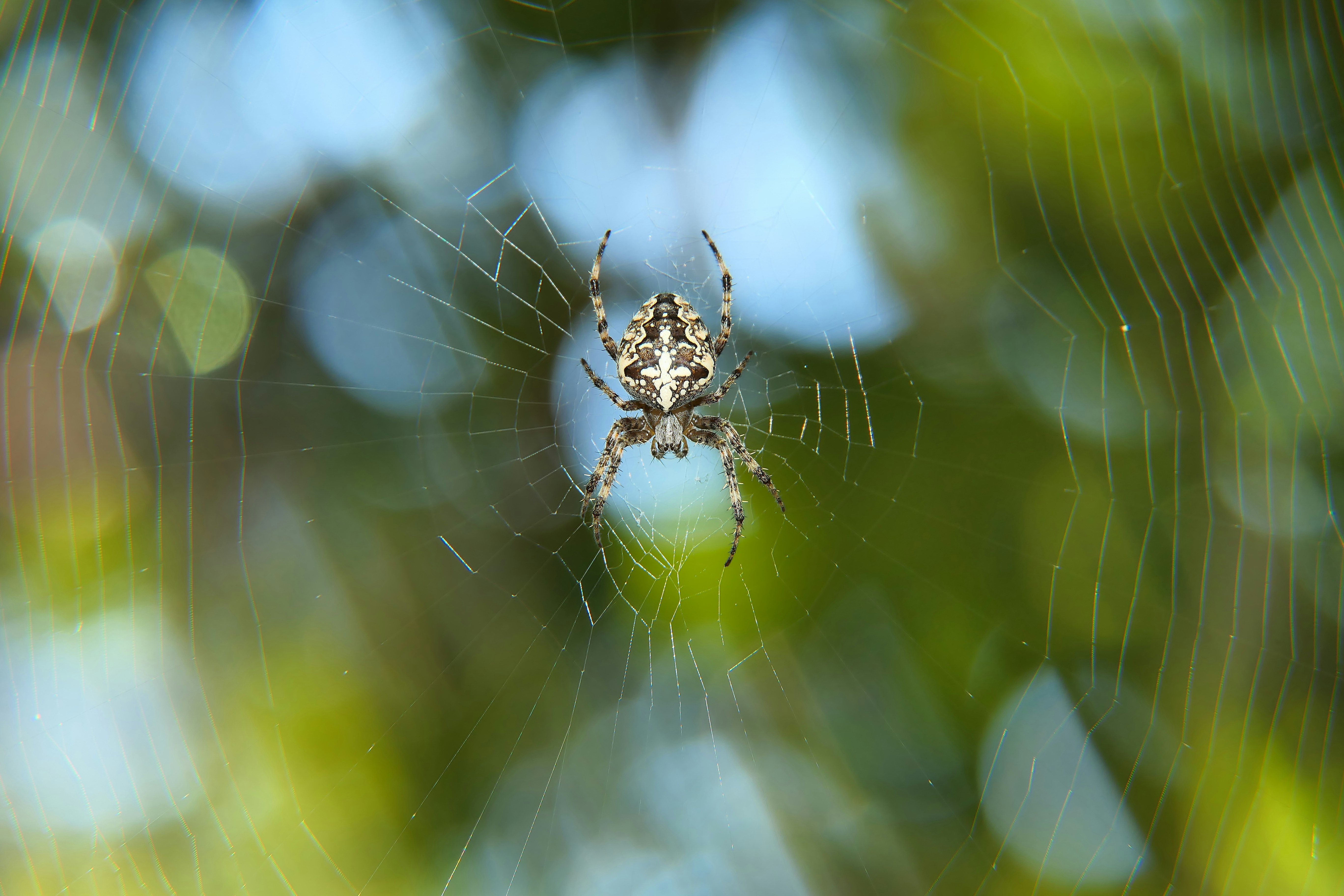 a close up of a spider on a web