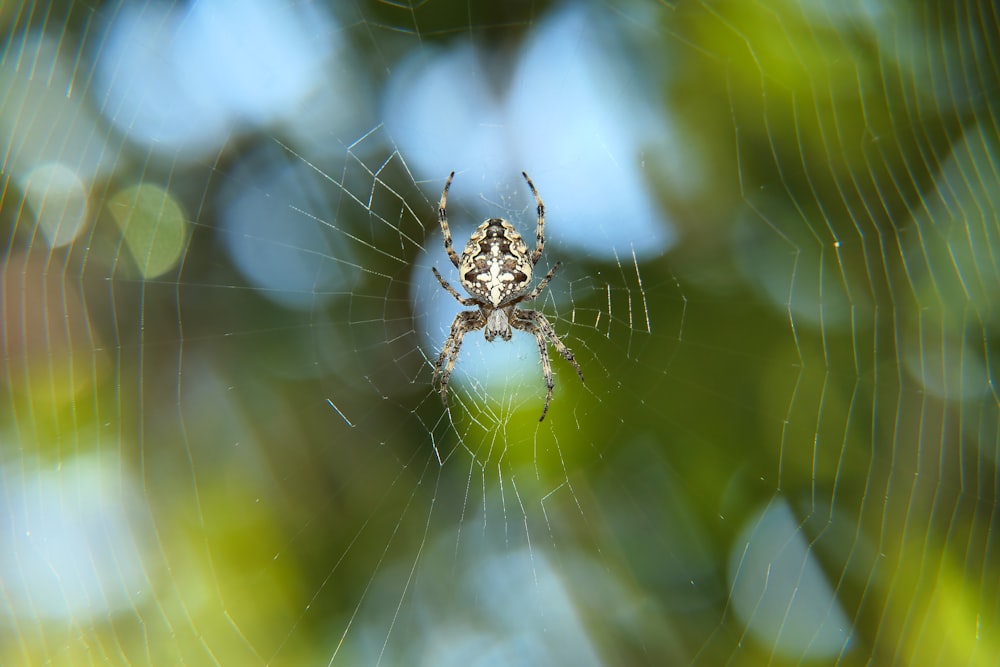 蜘蛛の巣の上の蜘蛛の接写