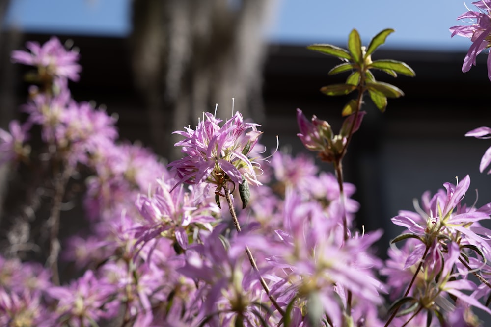 a close up of a bunch of purple flowers