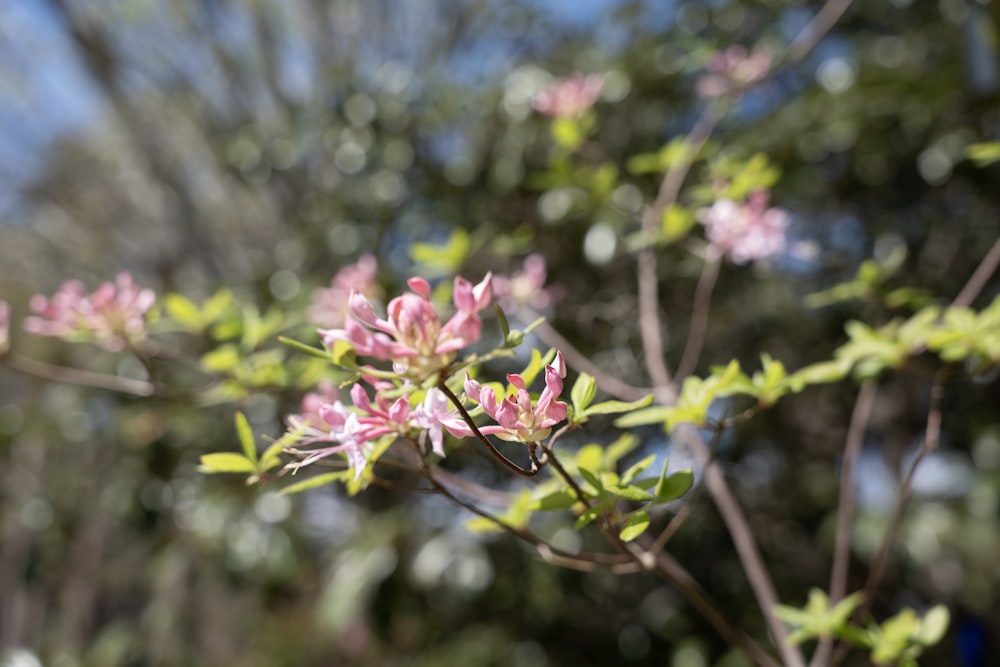 a branch of a tree with pink flowers