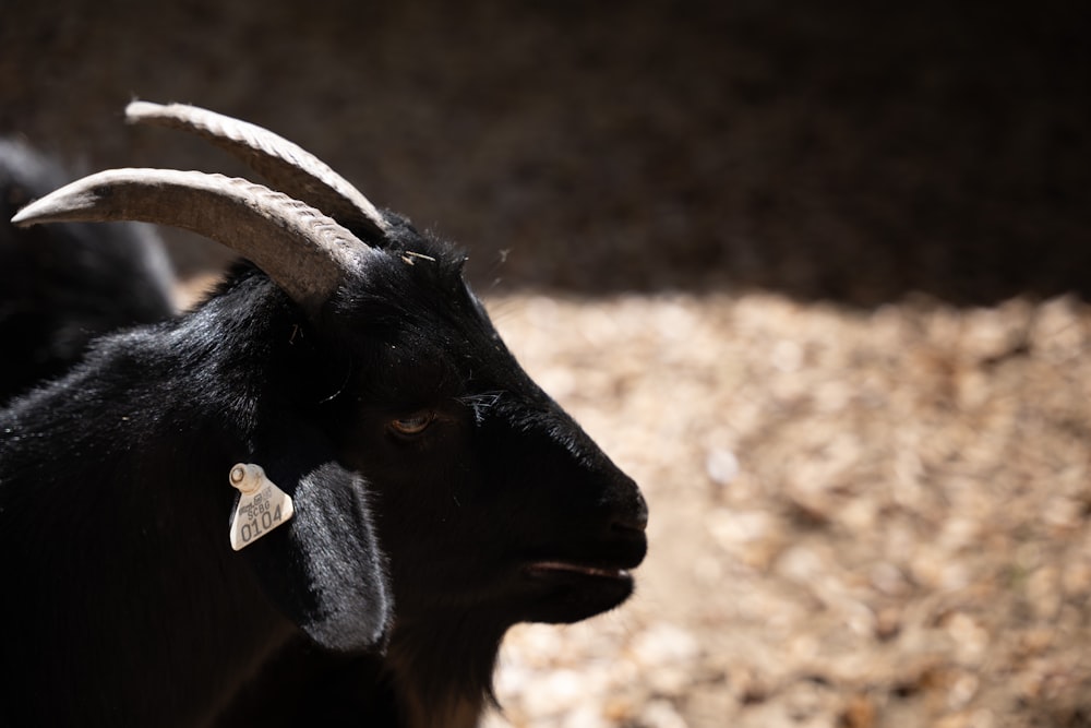 a close up of a goat with long horns