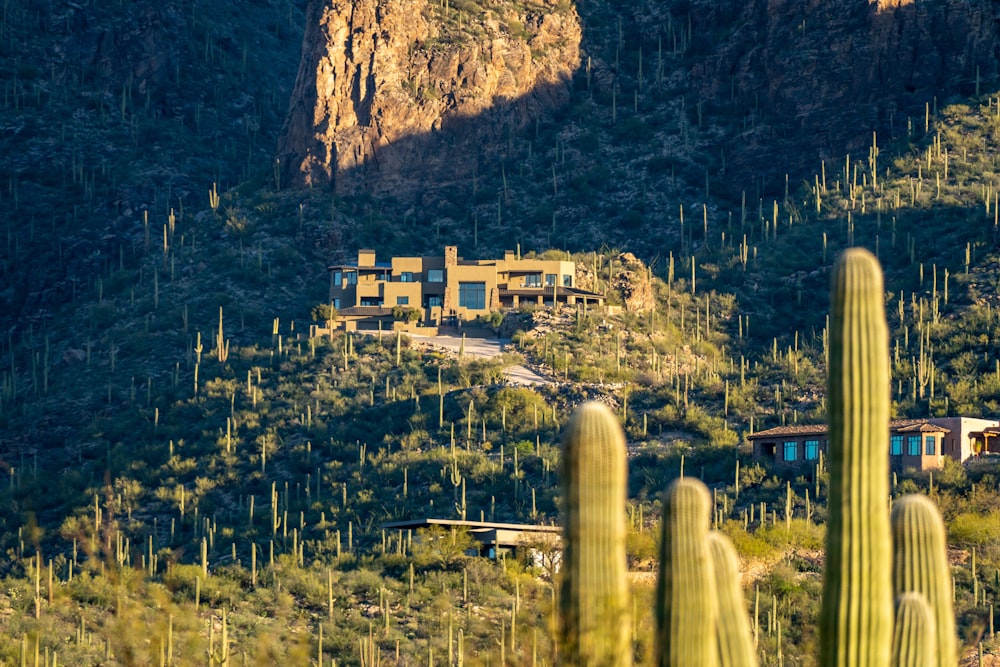 a house on a hill surrounded by cactus trees