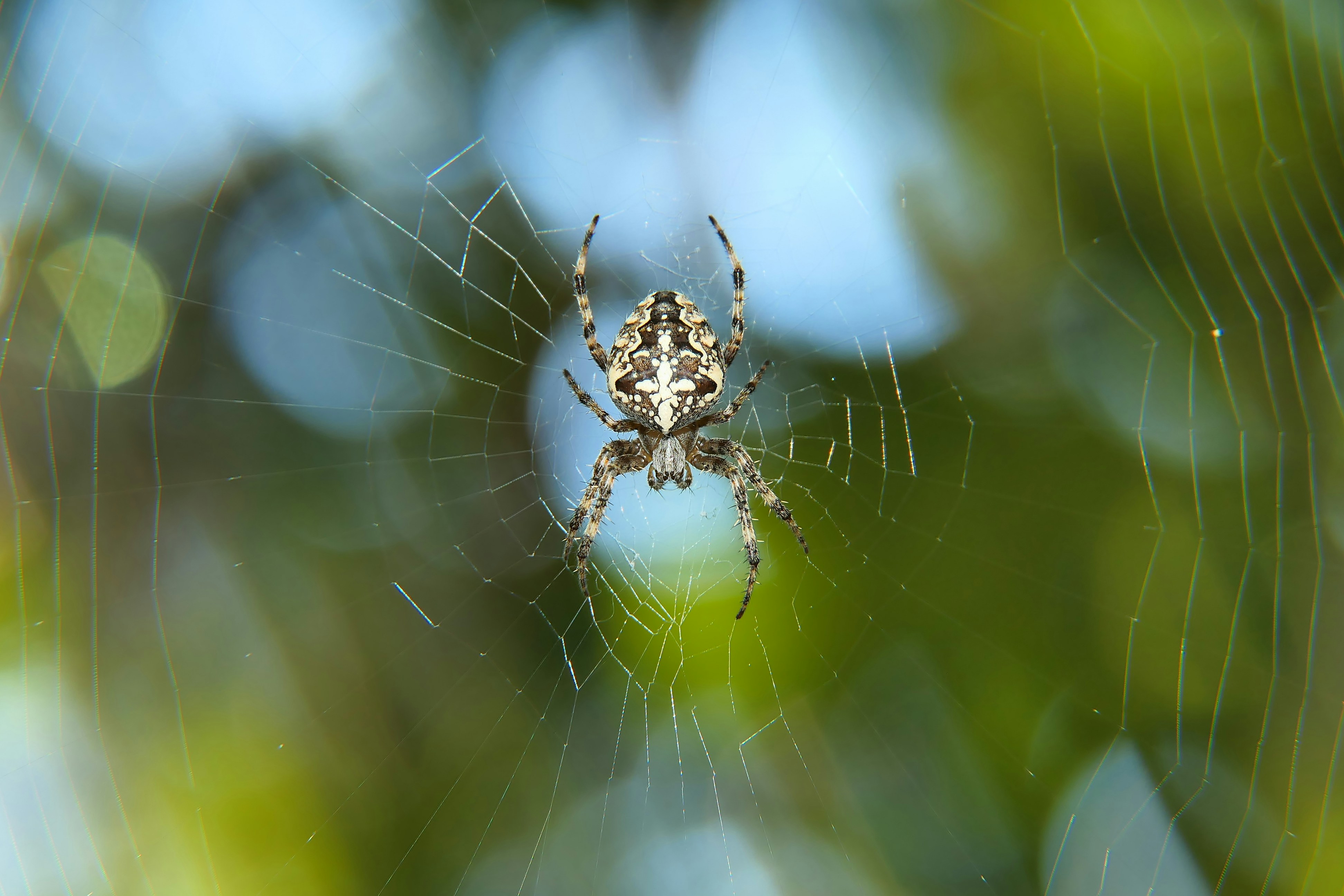 a close up of a spider on a web