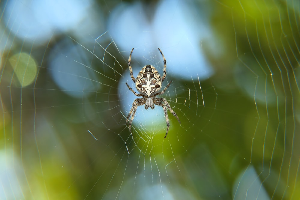 蜘蛛の巣の上の蜘蛛の接写